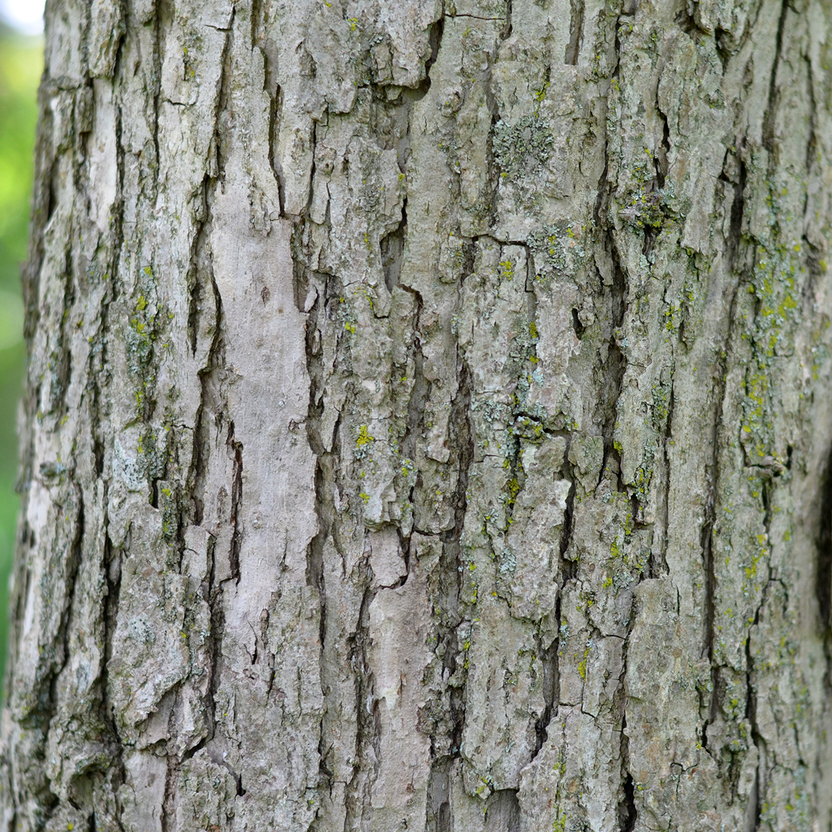 white oak bark