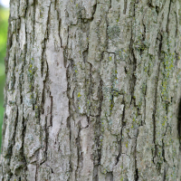 Vue rapprochée de l’écorce du chêne bicolore
