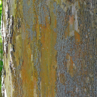 Close up of sycamore bark