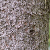 Close up of tamarack bark
