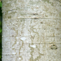 Close up of trembling aspen bark