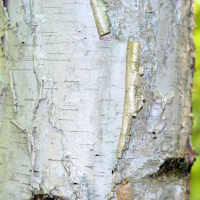 Close up of white birch bark