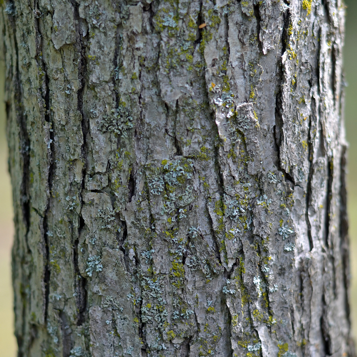 white oak bark