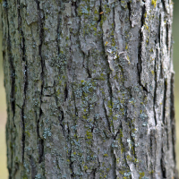 Close up of white oak bark.