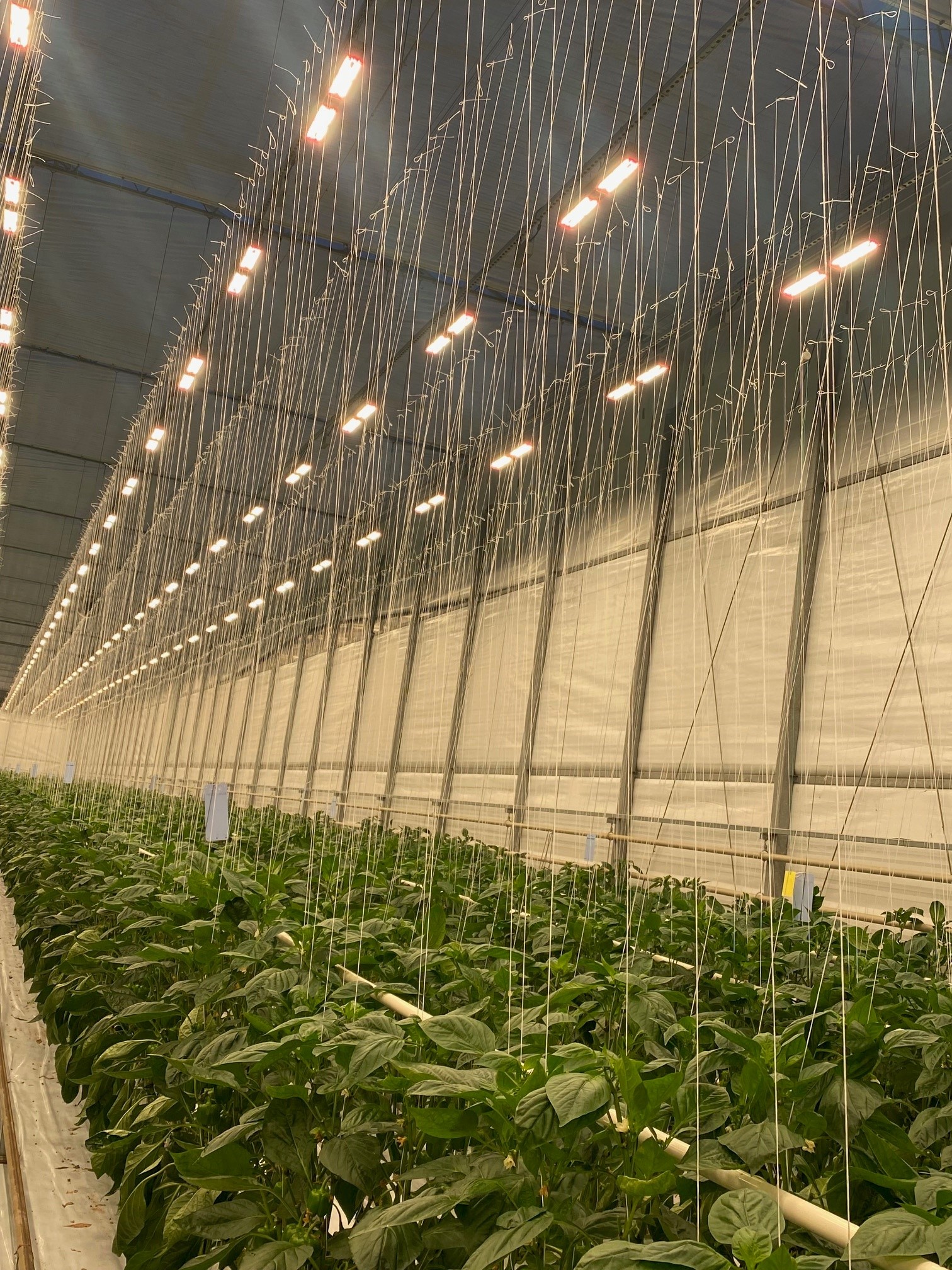 Interior of a greenhouse with ceiling light abatement curtains.
