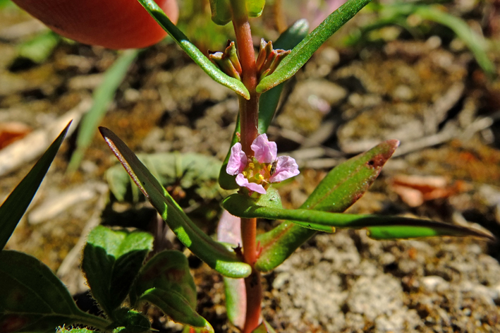 ammannie robuste