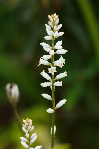 Alétris farineux