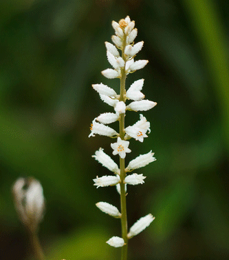 alétris farineux