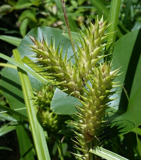 A photograph of False Hop Sedge