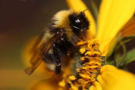 A photograph of Gypsy Cuckoo Bumble Bee