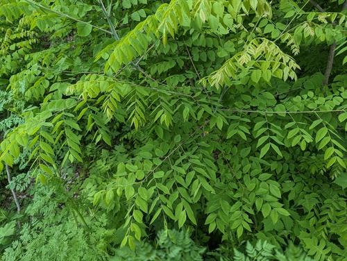 A photograph of Kentucky Coffee-tree