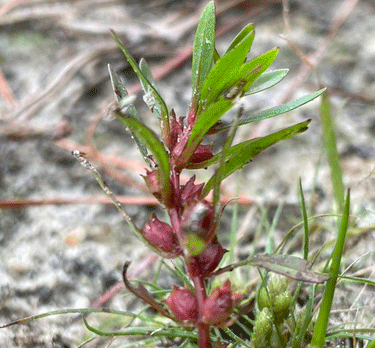 A photograph of Lowland Toothcup