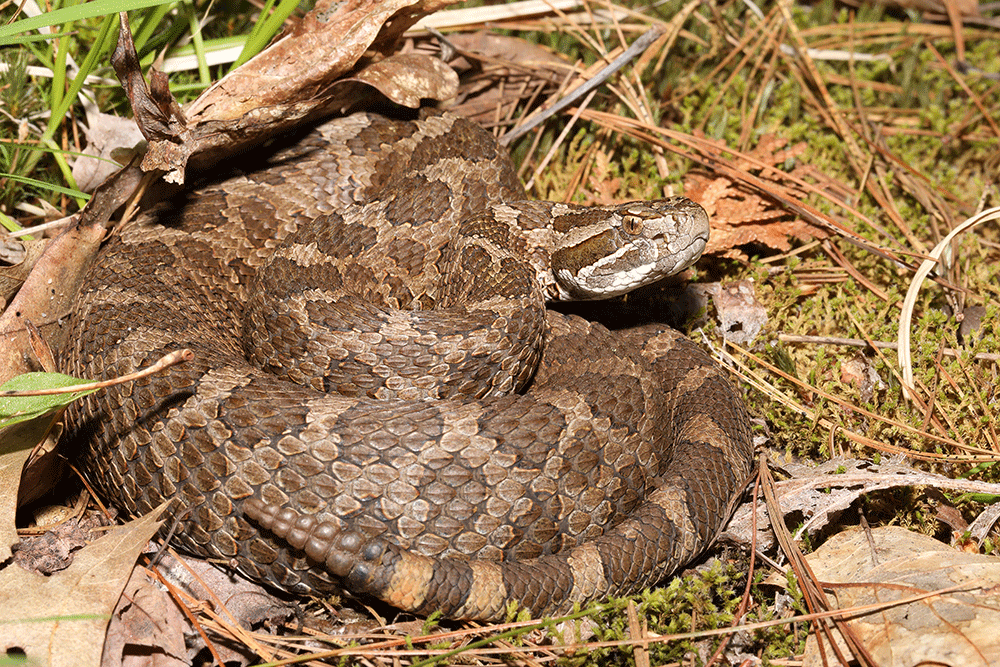 Massasauga