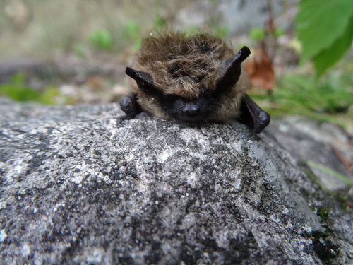 Chauve-souris pygmée