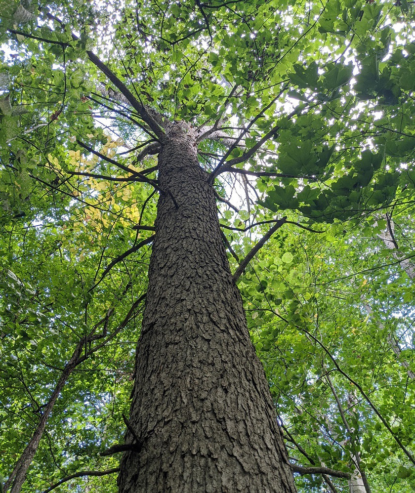 A photograph of Blue Ash