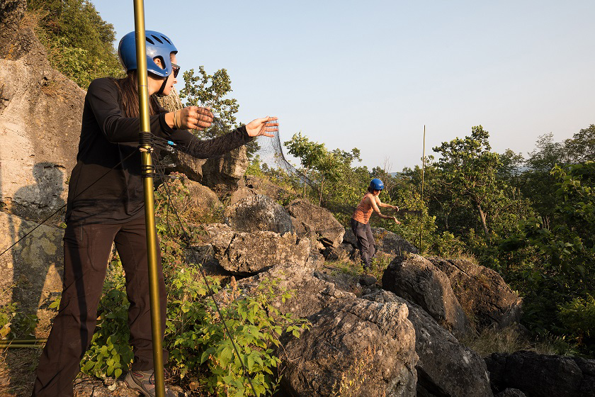 Two individuals setting up a mist net