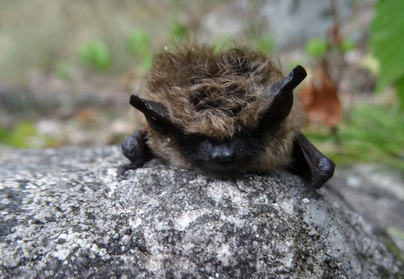 Chauve-souris pygmée
