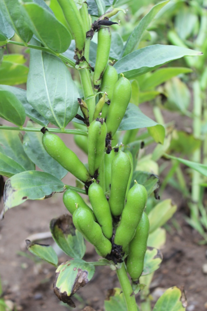 Close up photo of green faba bean pods.