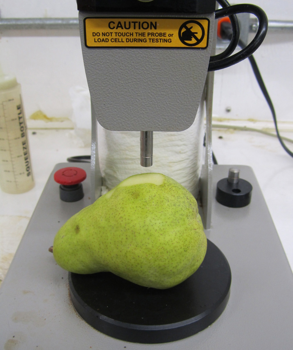 Pear sitting on a penetrometer.