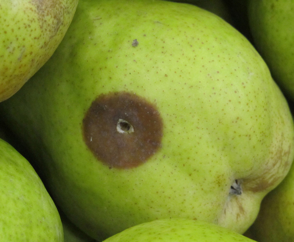 Pear with stem puncture and hole.
