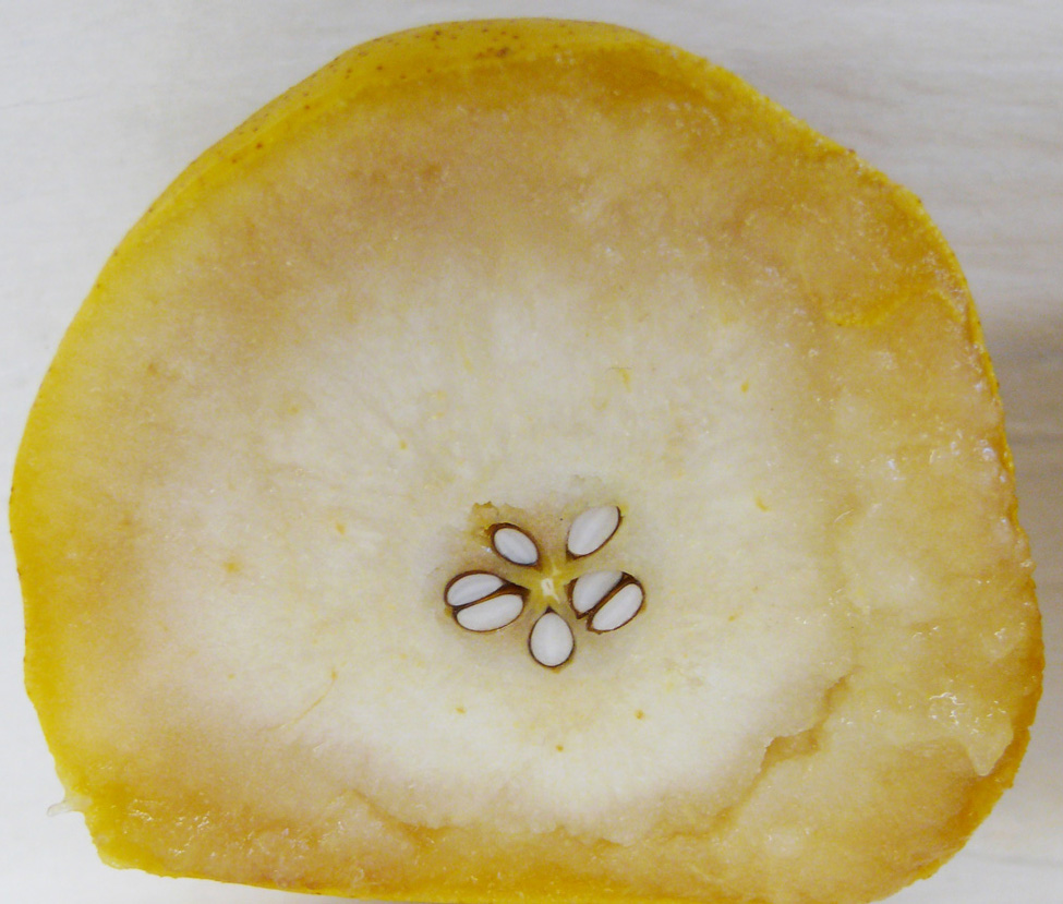Watery inside of Sundown pears.