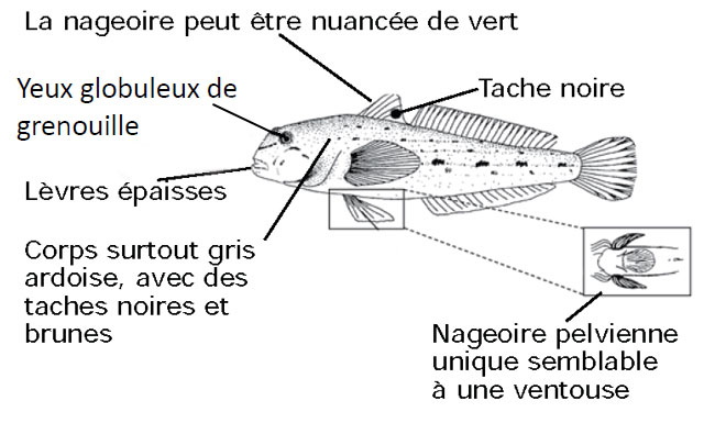 Le gobie à taches noires a les caractéristiques suivantes : yeux globuleux de grenouille, tache noire sur la nageoire dorsale, nageoire pelvienne semblable à une ventouse.