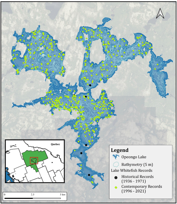 Figure 3. Historical and current records of Lake Whitefish (large- and small-bodied populations) in Opeongo Lake