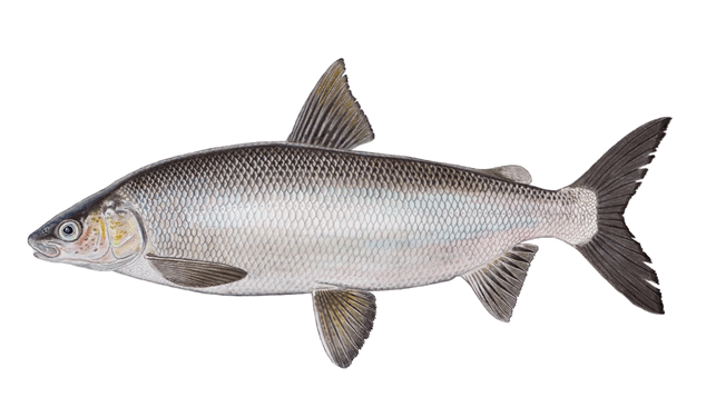 Lake Whitefish (Opeongo Lake large- and small-bodied populations) recovery  strategy