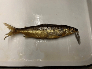 A picture containing a preserved fish laid out on a white tray