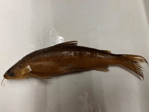 A picture containing a preserved fish laid out on a white tray