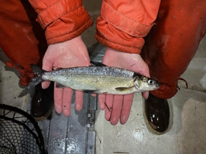 A person holding a fish in a boat