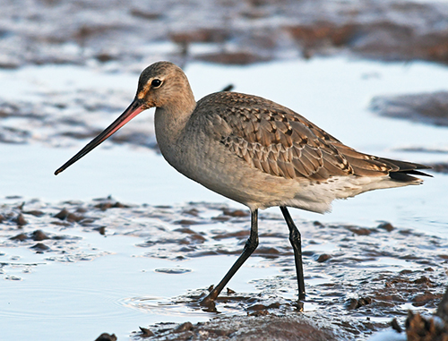 Hudsonian Godwit