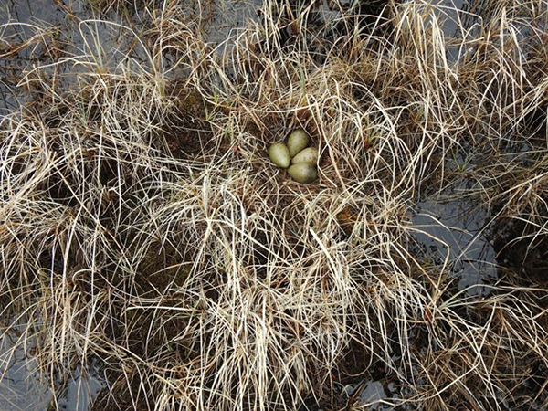 A Hudsonian Godwit nest with four eggs laid in vegetation with standing water nearby