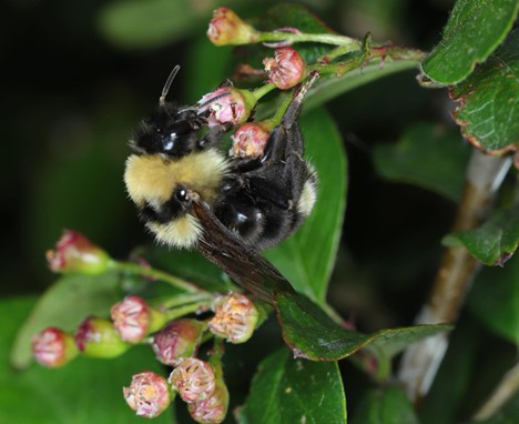 Suckley’s Cuckoo Bumble Bee