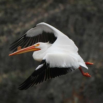 White bird with a long orange beak and black-tipped wings