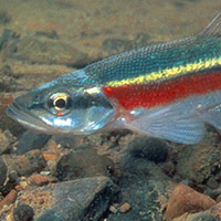 Petit poisson ayant une rayure rouge longeant la moitié avant du corps et une rayure jaune vif qui va presque jusqu’à la nageoire caudale.