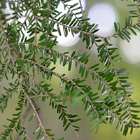 Close up of eastern hemlock needles