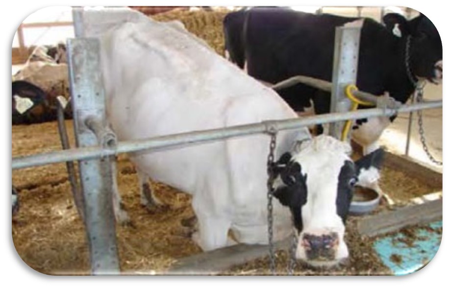 Cows adopt the kneeling posture to cope with challenges in their workplace, for example, a low tie-rail or a manger at or below the level of their feet.