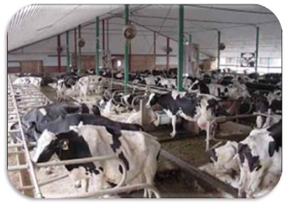 Lameness or stall characteristics may be the reason for standing behaviour of cows.