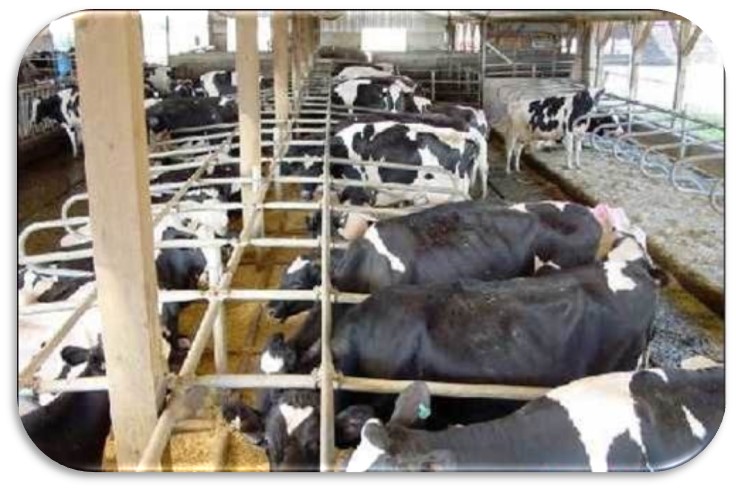  Dairy cows standing idly in their free stalls should be viewed as pointers, pointing towards hazards in their workplace. The stalls closest to the bunk fill first and the cows are lying. The cows in the facing row choose to stand idly for considerable time in these 15-foot head-to-head free stalls. The facing cows and several stall features are obstructions to their comfort.