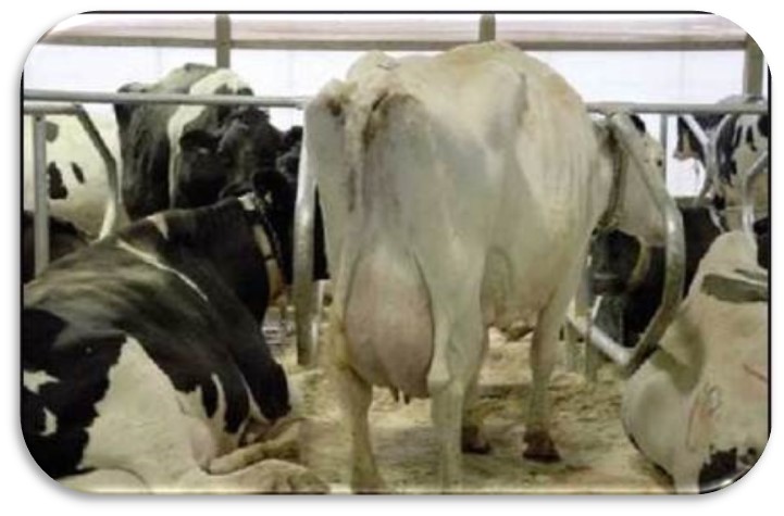 Vaches se tenant en position couchée ou debout en diagonale (en biais) dans une logette afin d’éviter les obstacles qui les gênent dans leurs mouvements. Dans cette étable, dont les logettes à ouverture frontale mesurent 4,9 m (16 pi) du seuil de la logette à la bordure de mangeoire, les vaches effectuent un mouvement en diagonale 81 % du temps lorsque la stalle d’en face est occupée et 34 % du temps lorsque la stalle d’en face est libre.
