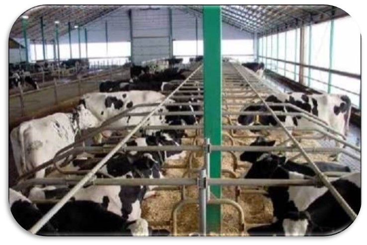 Forward open space facilitates straight standing and lying in stalls. The forward open space in these 18-foot stalls also permits front lunging, heat dispersion through cow separation and avoidance of dominant/subordinate behaviour.