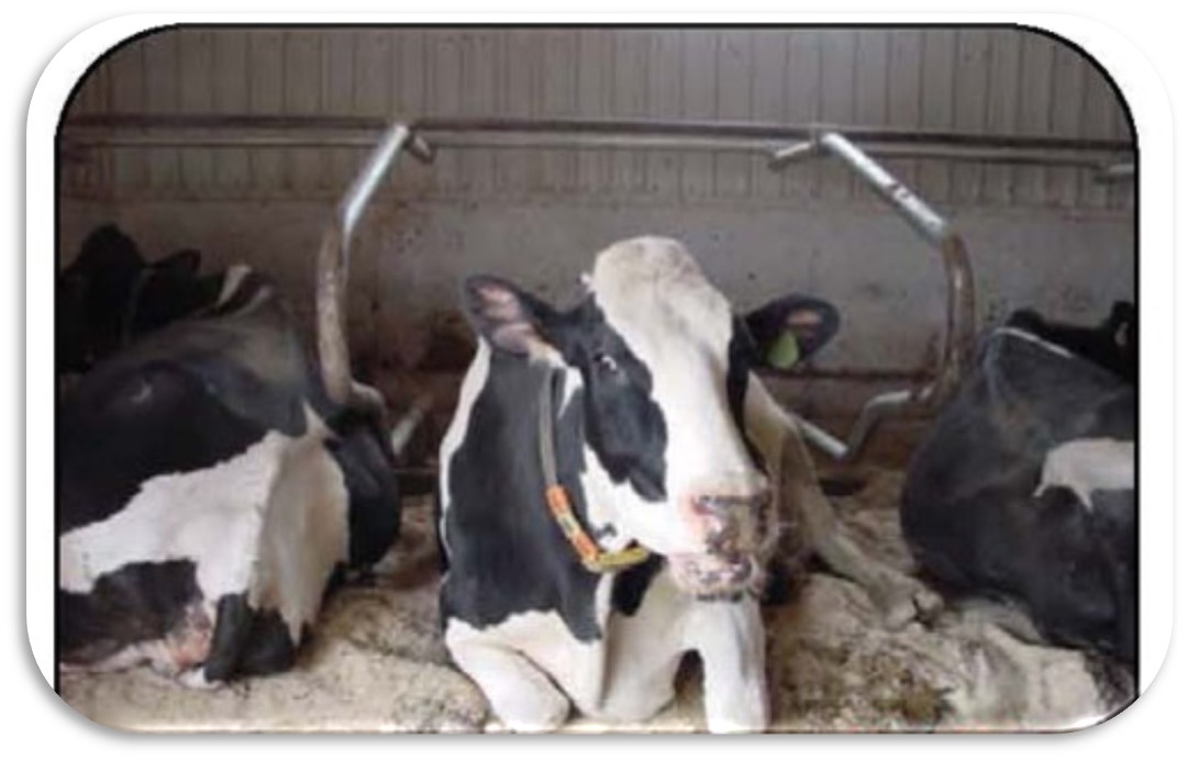 Cows lying backwards are turning away from stall features that they dislike and pointing to open space needed for freedom of normal motions.