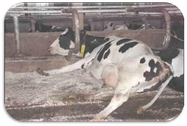 Restless cows change positions frequently, kick the bedding off the stalls and develop injuries to legs from repetitive trauma. Restlessness and injuries point to discomfort or obstructions to normal lying positions.