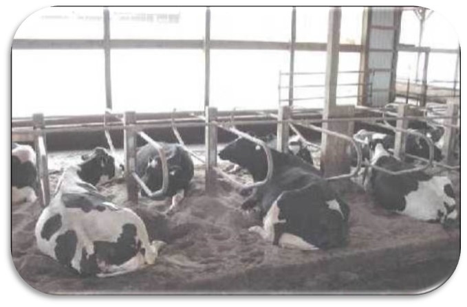 Alternate occupancy with cows lying in every other stall is evident in these 15-foot, head-to-head free stalls. The behaviour primarily indicates short stalls and inadequate social space rather than a dislike for facing another cow.