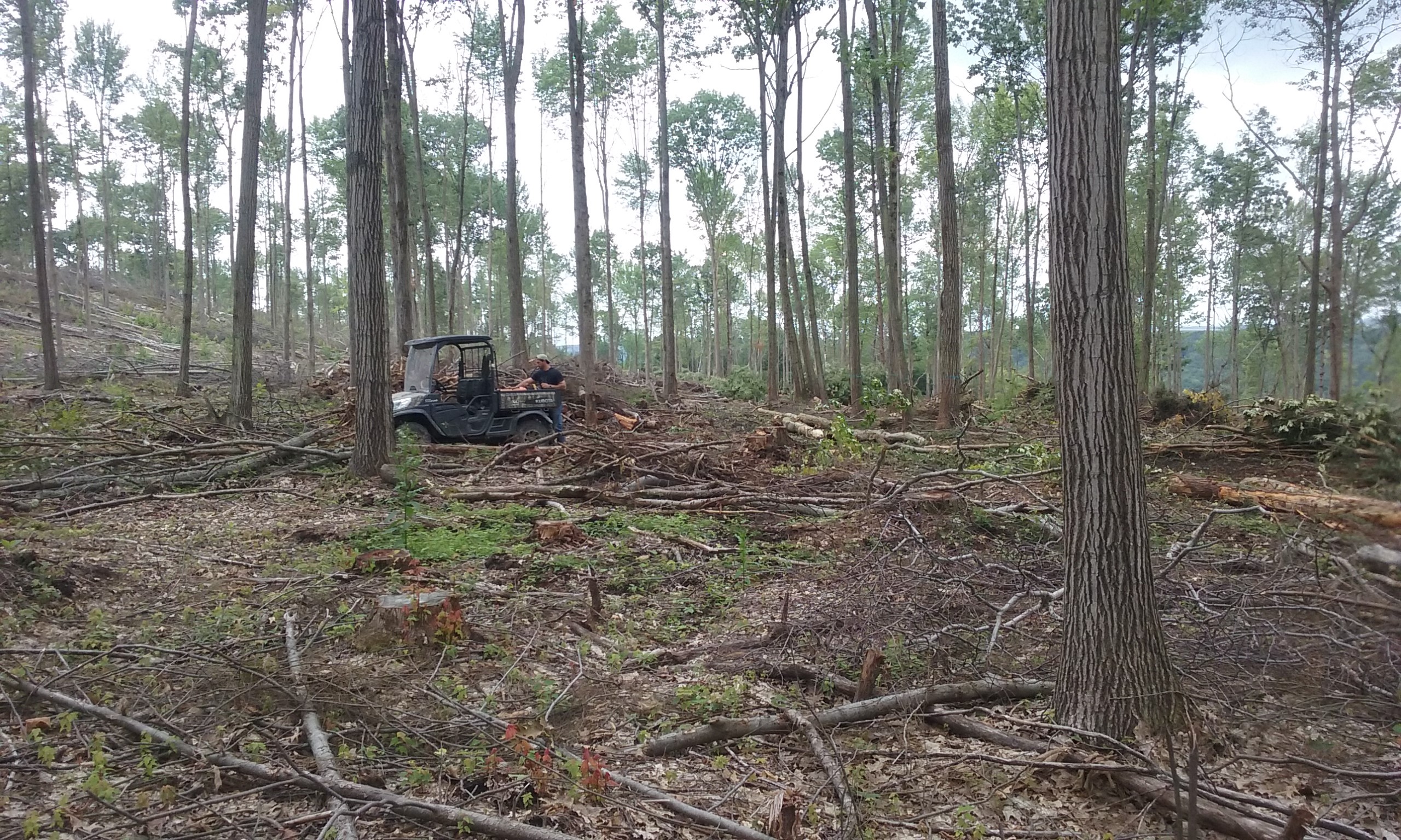 Une forêt d’arbres largement espacés.