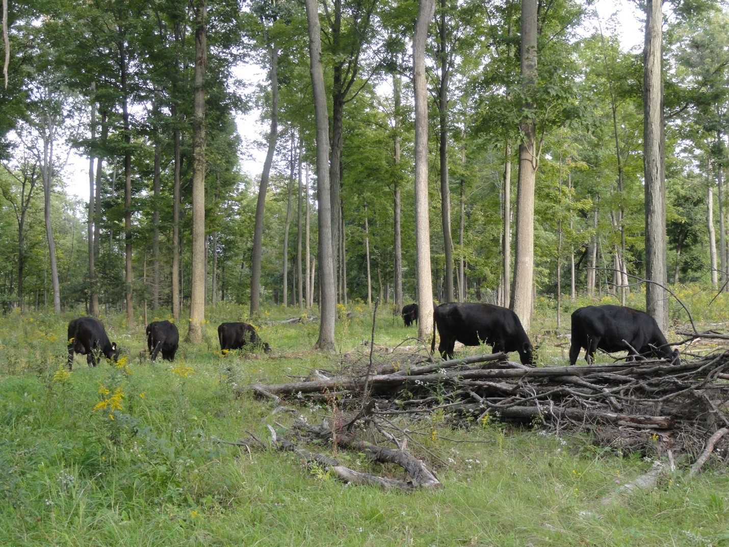 Des bovins de boucherie qui paissent dans une zone boisée.