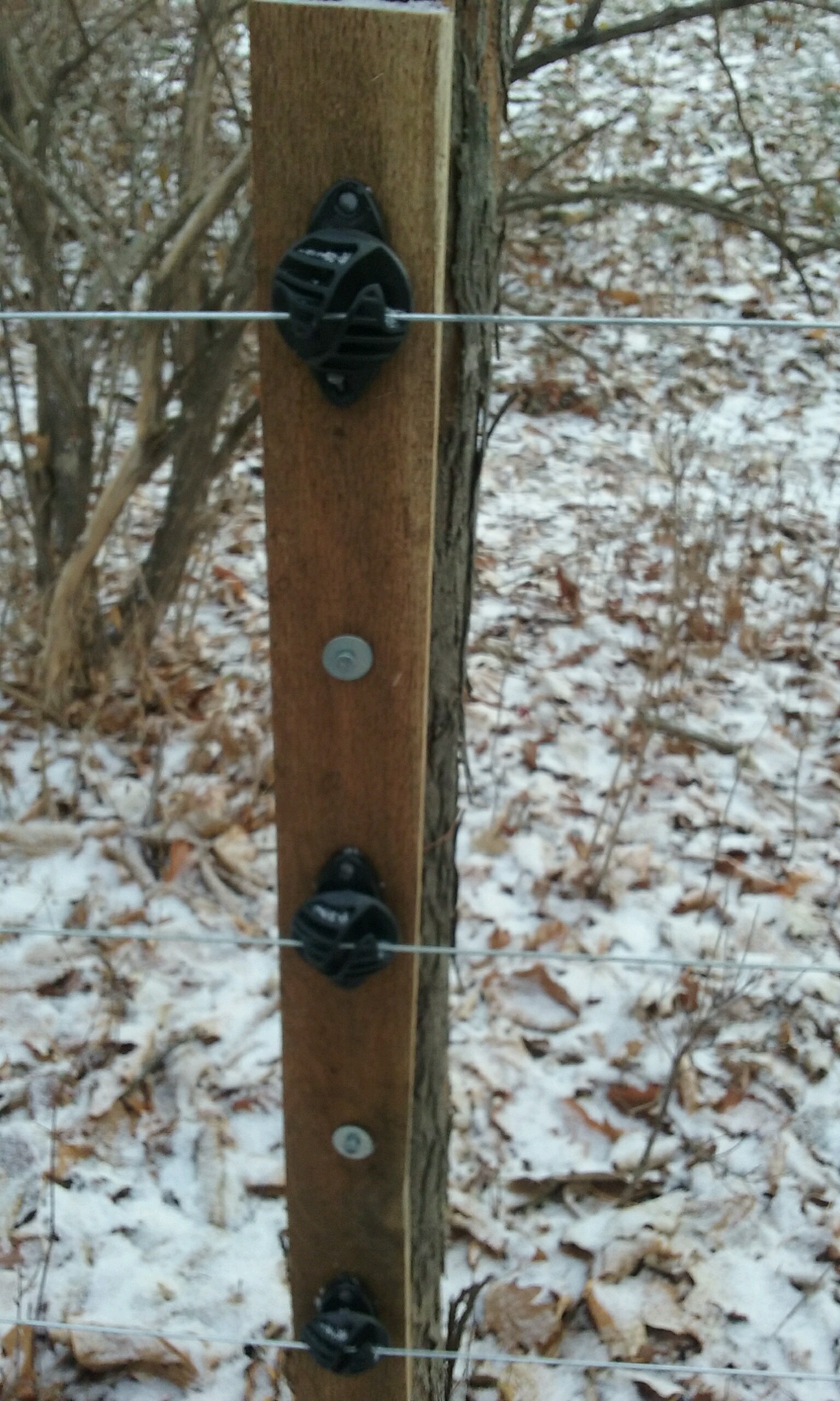 Tree with a piece of wood attached and electric fencing insulators and wire attached to the wood.