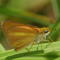 Dukes’ Skipper