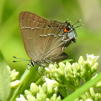 A photograph of a Northern Oak Hairstreak